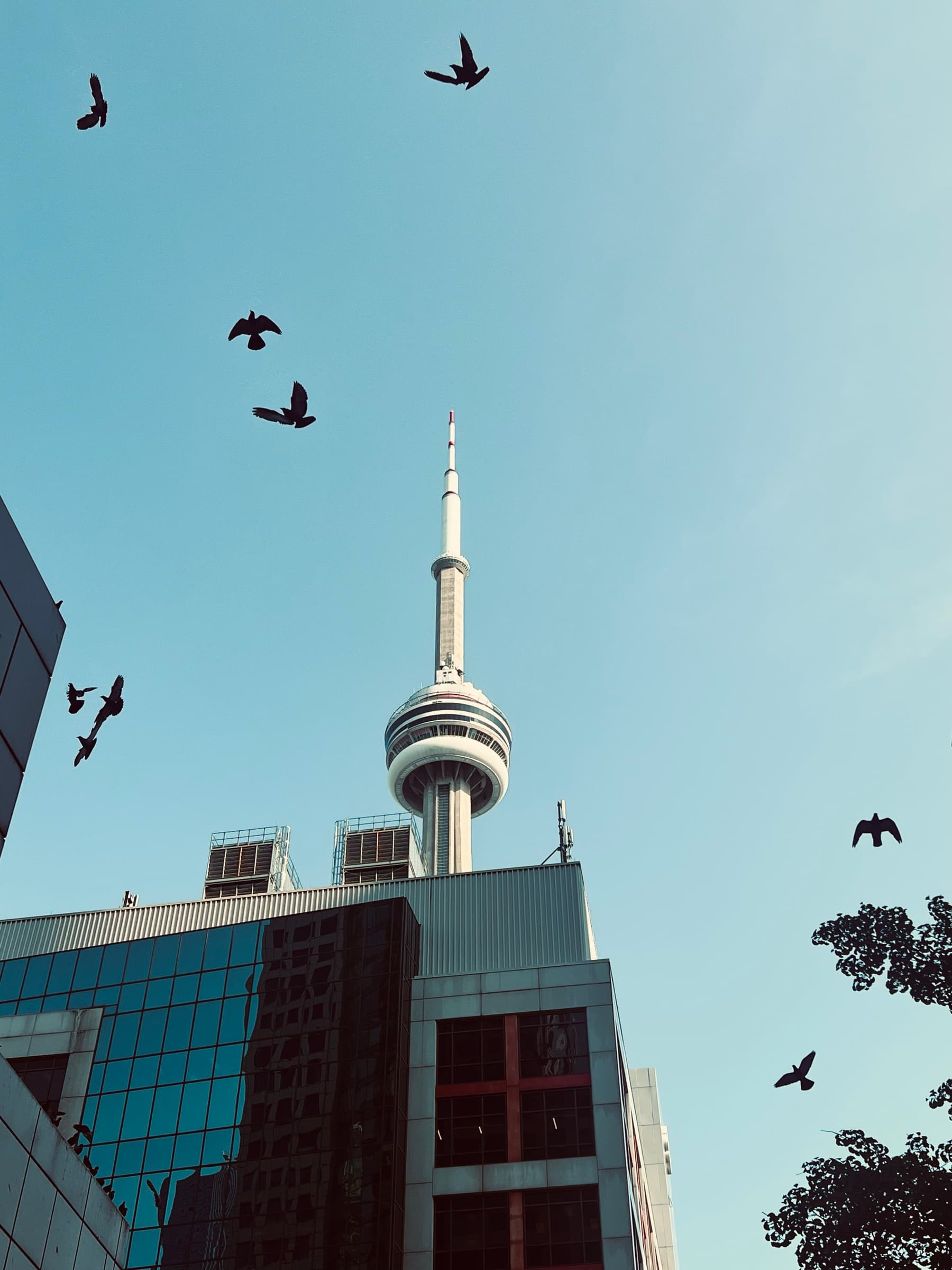 CN Tower rising past a glass office block, birds overhead