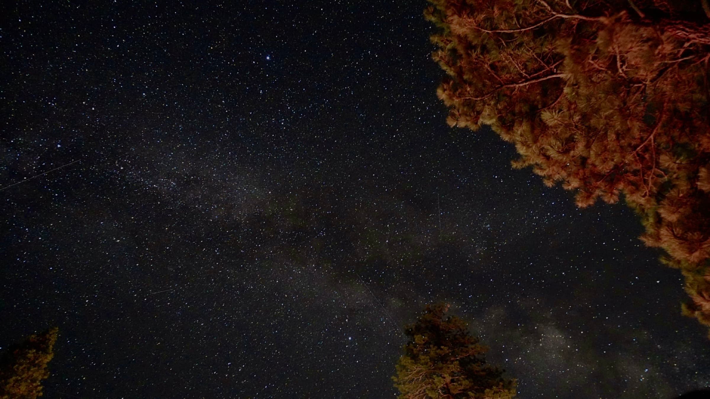 The Milky Way between pine branches lit warm from below